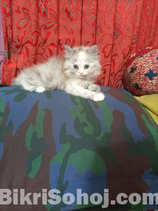 Persian Cat kitten